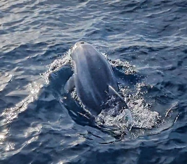 Pula - Rejs statkiem: Zachód słońca z kolacją i szukanie delfinów