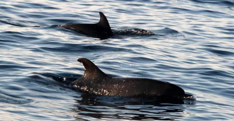 Rovinj - rejs wieczorny na zachód słońca i poszukiwanie delfinów