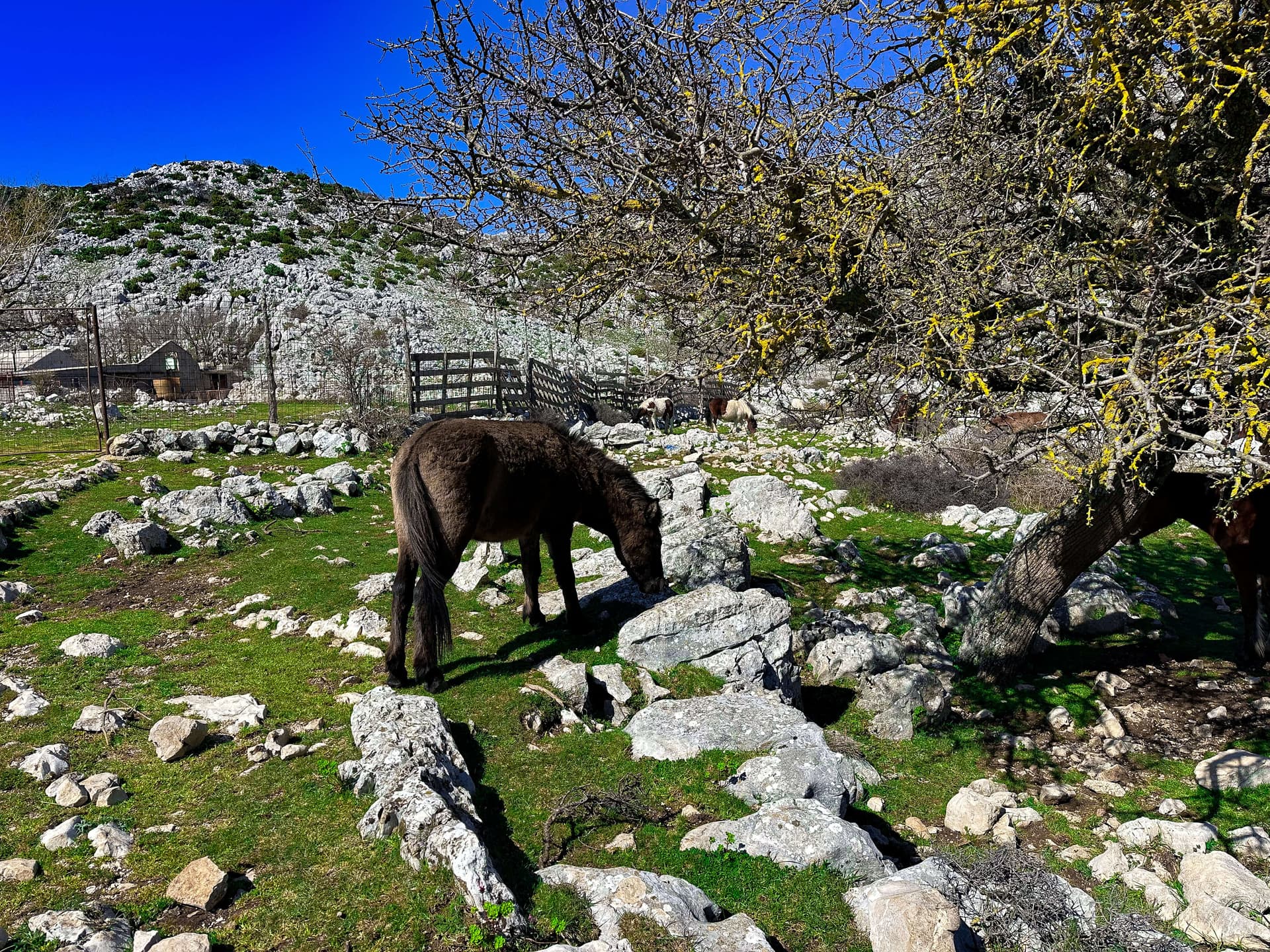 Makarska / Tučepi / Podgora: Skywalk Biokovo - wycieczka z polskim przewodnikiem - 16